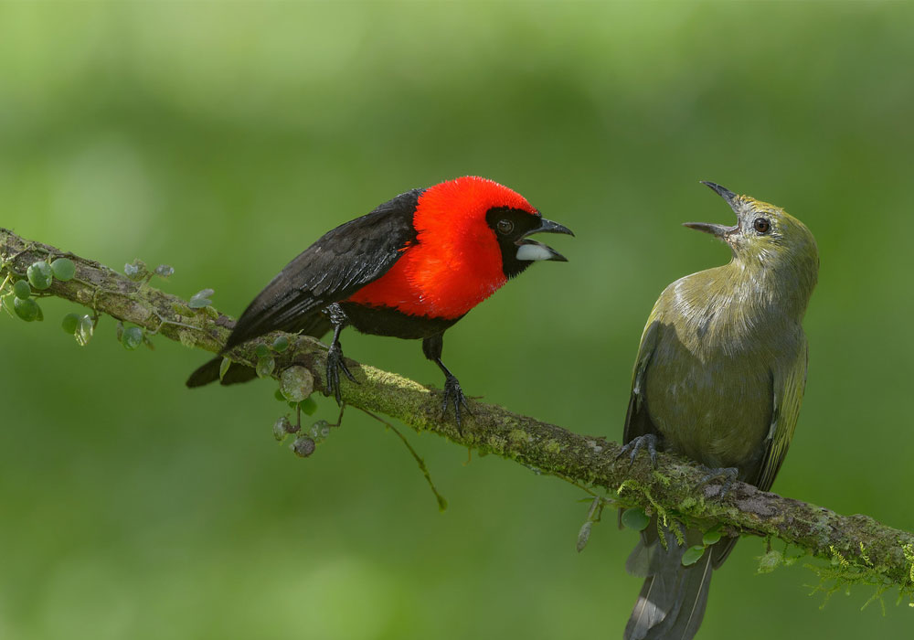 Parque Nacional del Manu