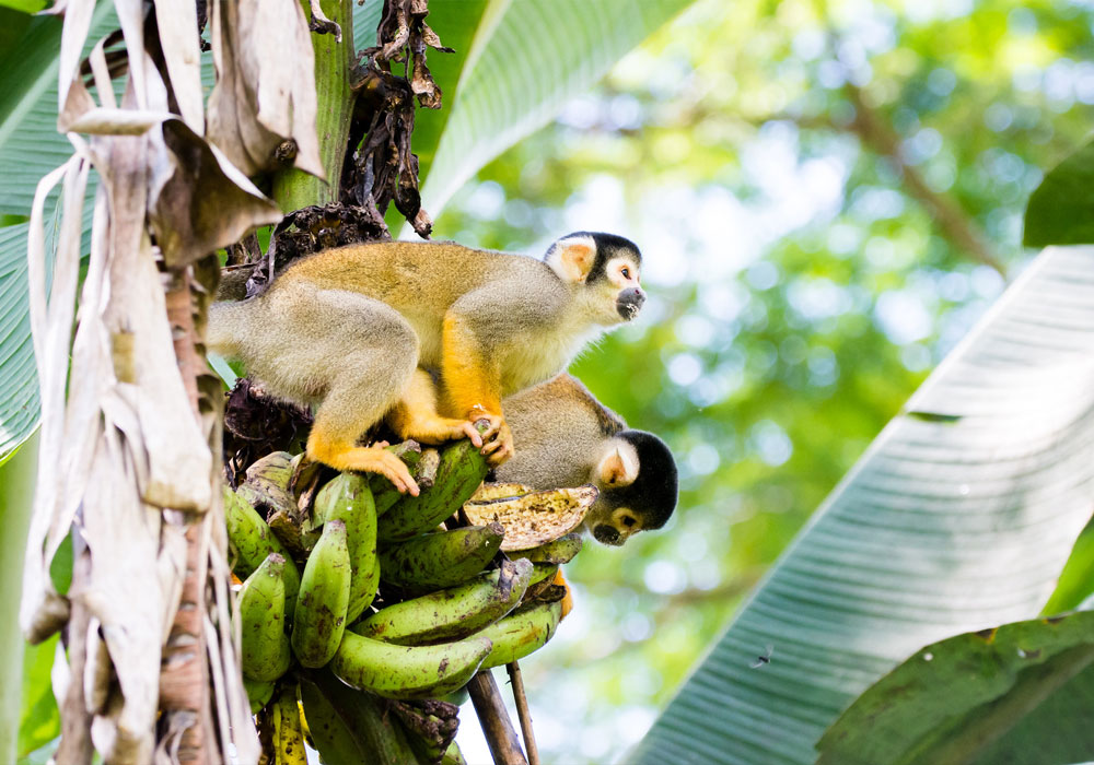 Parque Nacional del Manu