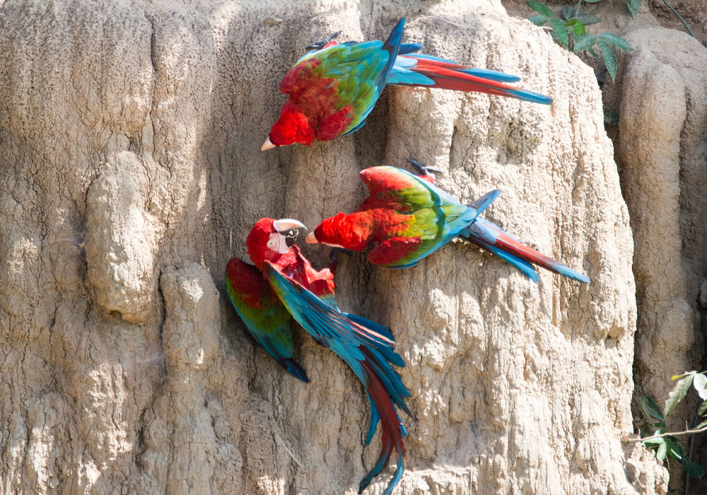 Parque Nacional del Manu