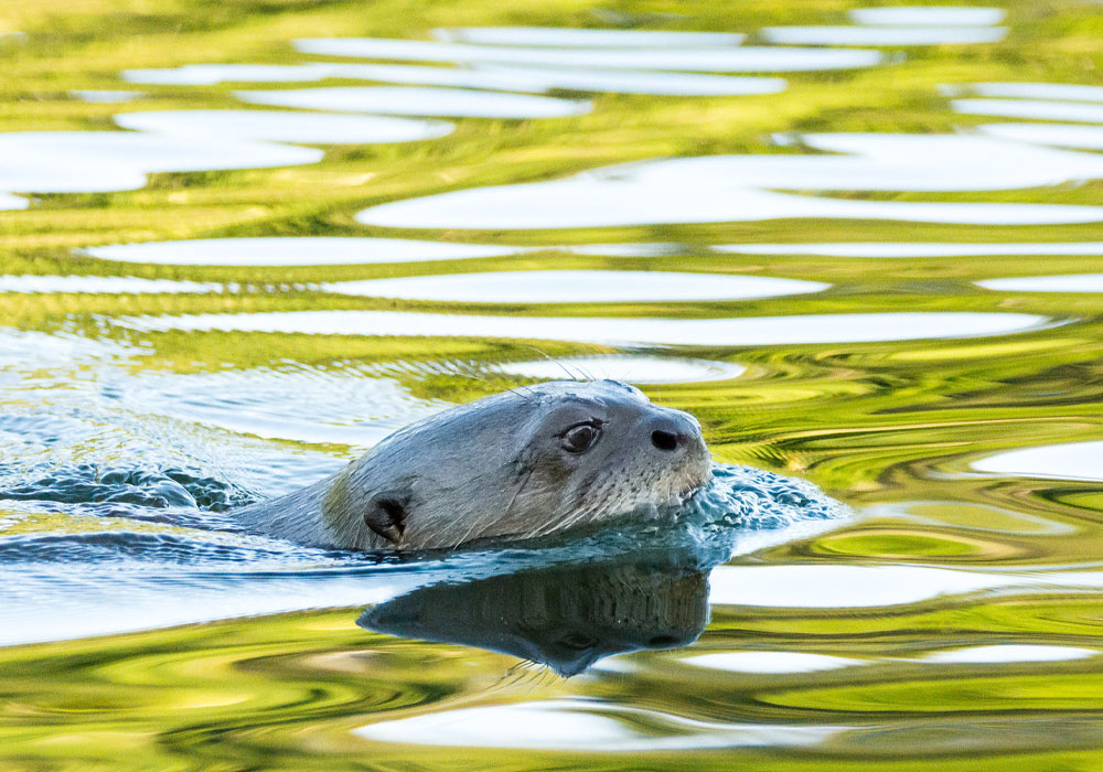 Parque Nacional del Manu