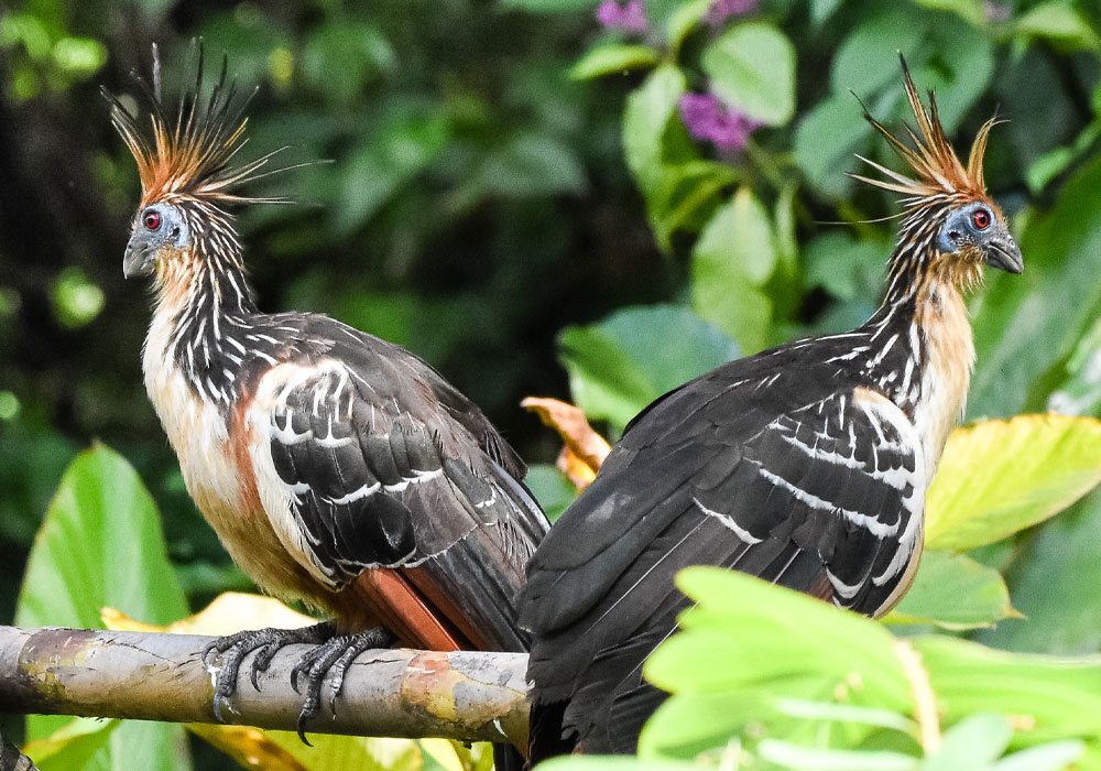 Parque Nacional del Manu
