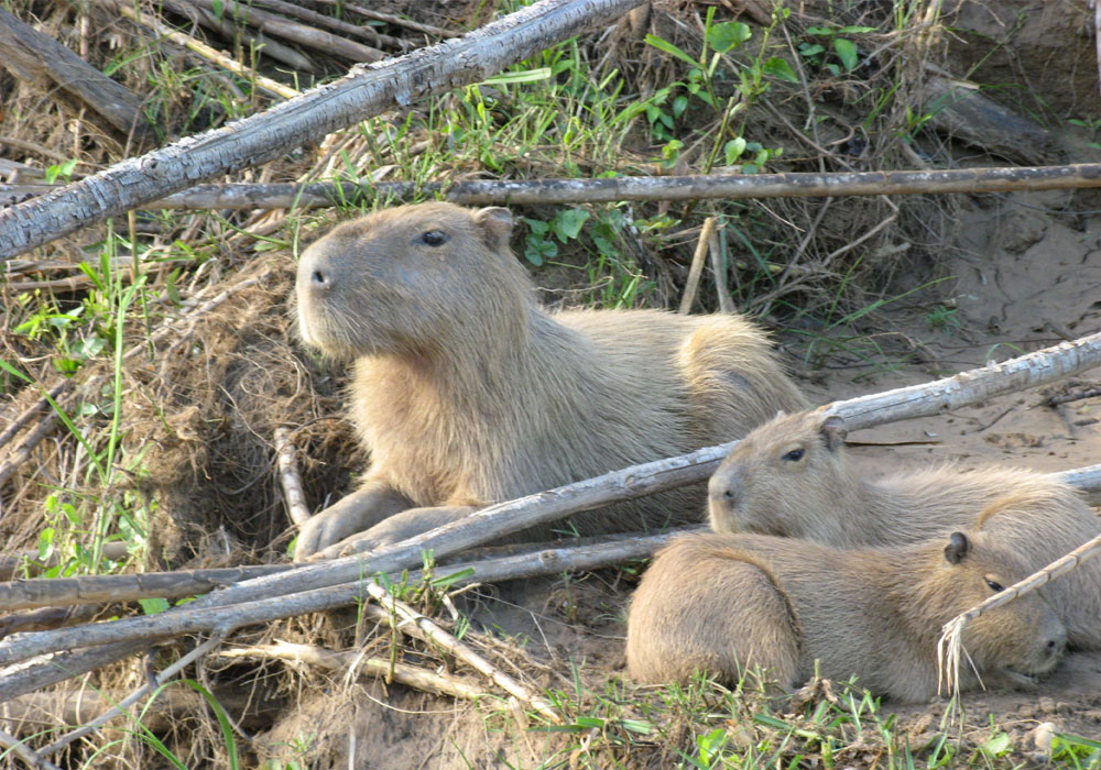 Parque Nacional del Manu
